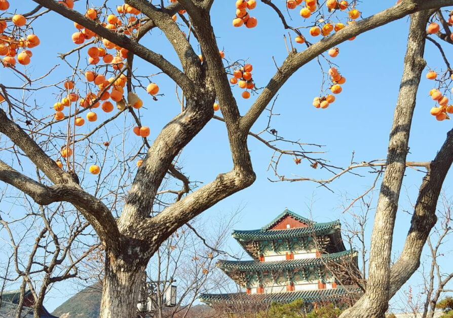 Mùa thu Hàn Quốc, mùa cỏ lau đẹp mơ màng như xứ thần tiên - mùa thu hàn quốc - M a thu H n Qu c m a h ng ch n bichkhoa - photo Mùa thu Hàn Quốc, mùa cỏ lau đẹp mơ màng như xứ thần tiên - mùa thu hàn quốc - M a thu H n Qu c m a h ng ch n bichkhoa